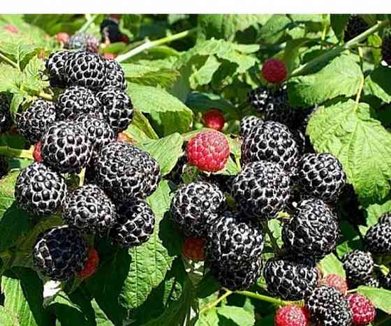 Малина черная Камберленд Донецк