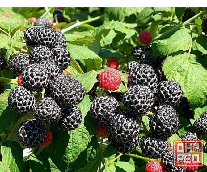 Малина черная Камберленд Донецк - изображение 1