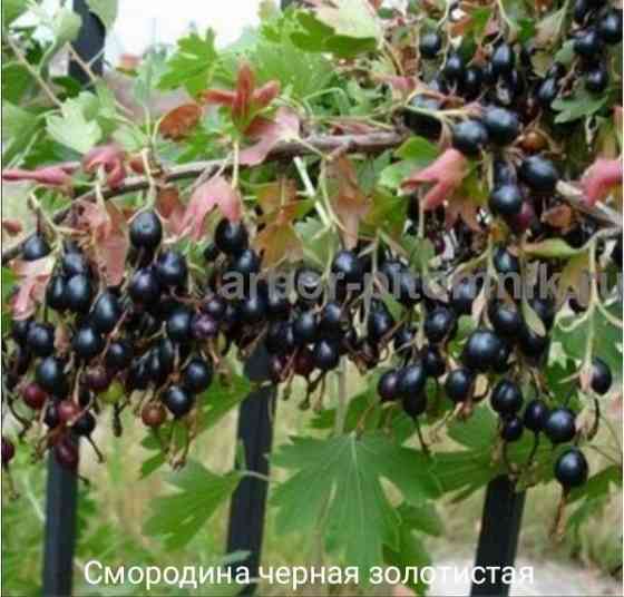 Черная смородина золотистая Донецк