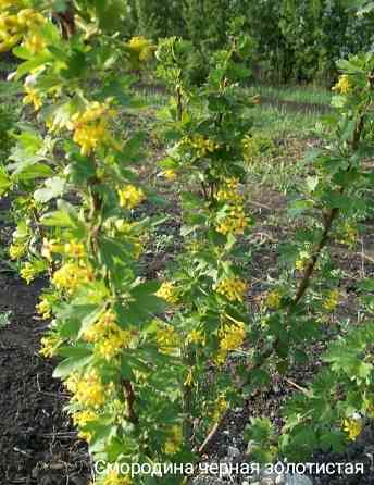 Черная смородина золотистая Донецк