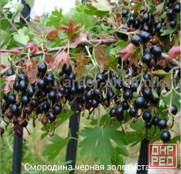 Черная смородина золотистая Донецк - изображение 1