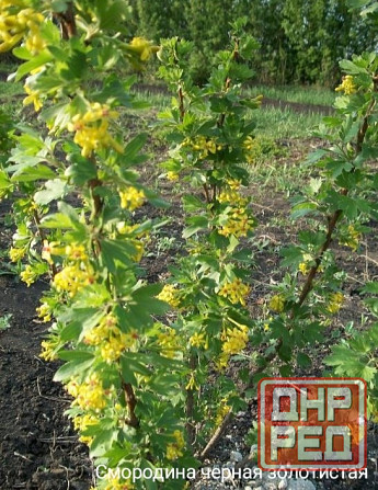 Черная смородина золотистая Донецк - изображение 2