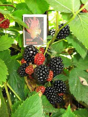 Ежевика сорт Торнфри бесшипная Донецк