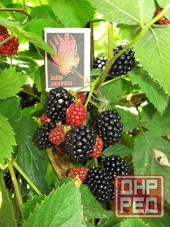 Ежевика сорт Торнфри бесшипная Донецк - изображение 1