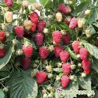 Малина ремонтантная Донецк