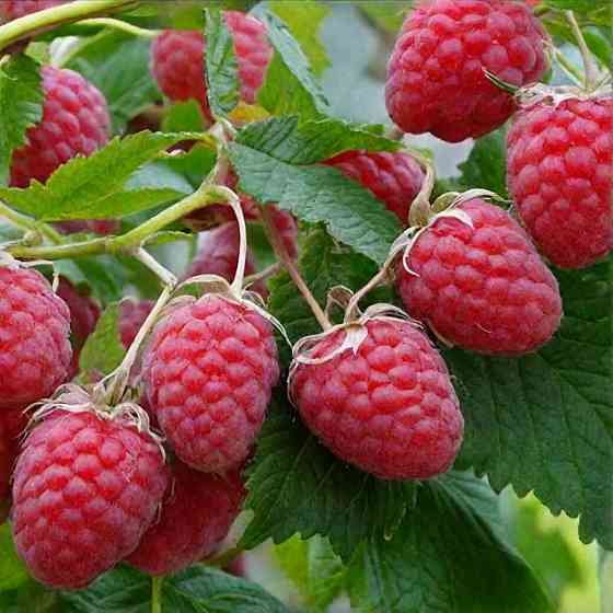 Малина ремонтантная Донецк