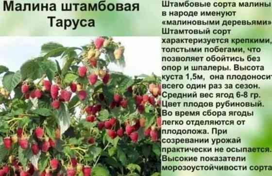 Малина ремонтантная Донецк