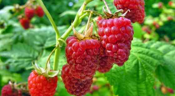 Малина ремонтантная Донецк