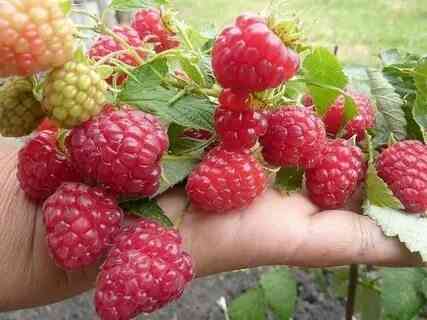 Малина ремонтантная Донецк