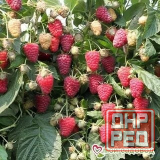 Малина ремонтантная Донецк - изображение 3