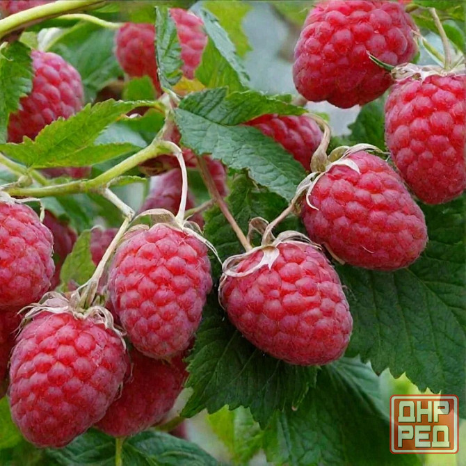 Малина ремонтантная Донецк - изображение 2