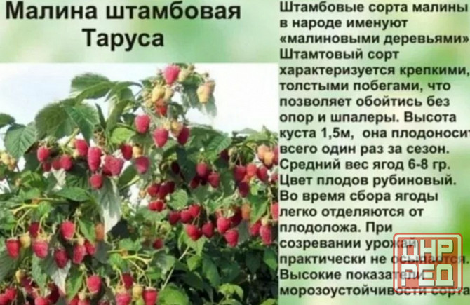 Малина ремонтантная Донецк - изображение 5