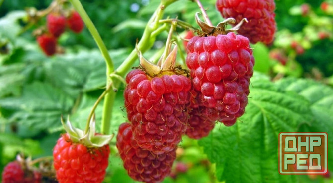 Малина ремонтантная Донецк - изображение 4