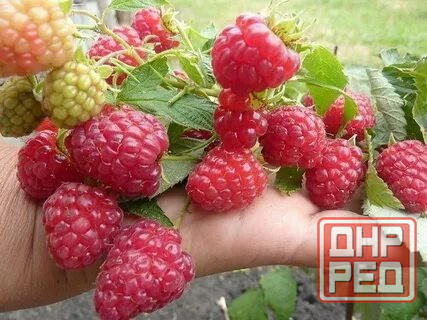 Малина ремонтантная Донецк - изображение 1