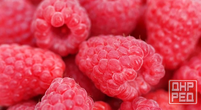 Малина ремонтантная Донецк - изображение 7