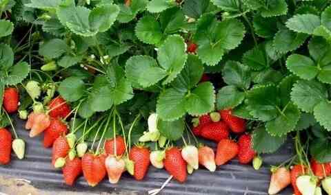 Клубника ремонтантная "Альба" Донецк