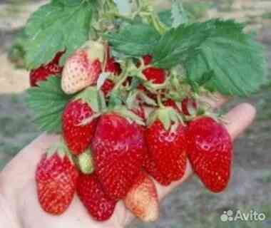 Клубника ремонтантная "Альба" Донецк