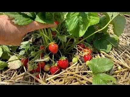 Клубника ремонтантная "Альба" Донецк