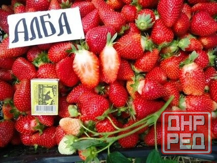 Клубника ремонтантная "Альба" Донецк - изображение 3