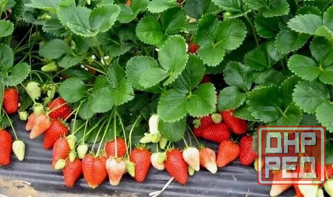 Клубника ремонтантная "Альба" Донецк - изображение 4