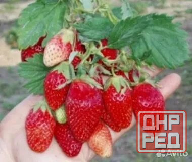Клубника ремонтантная "Альба" Донецк - изображение 1