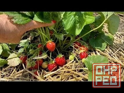 Клубника ремонтантная "Альба" Донецк - изображение 2