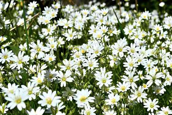 Многолетник Звездчатка почвопокровное Донецк
