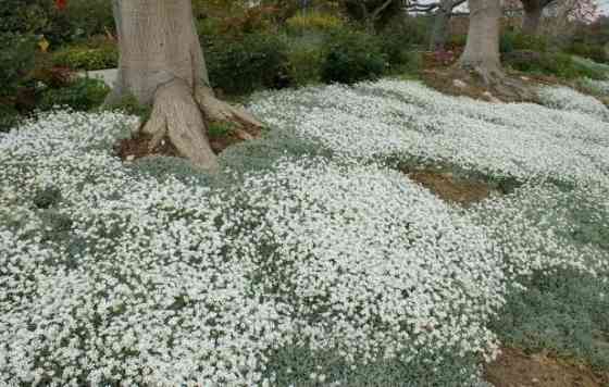 Многолетник Звездчатка почвопокровное Донецк