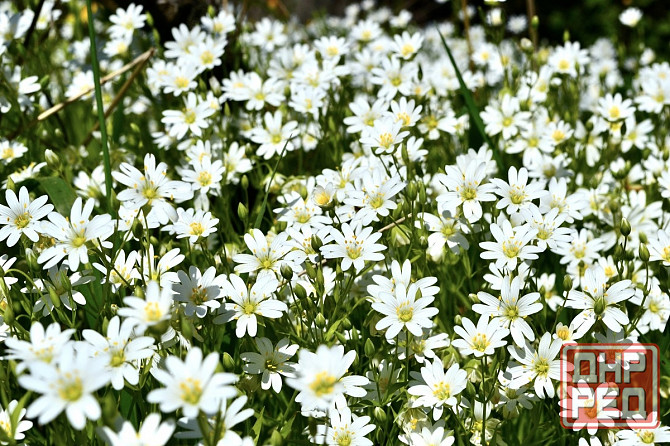Многолетник Звездчатка почвопокровное Донецк - изображение 1