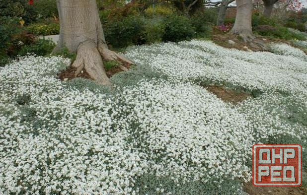 Многолетник Звездчатка почвопокровное Донецк - изображение 2