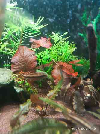 Нимфея тигровая красная Донецк