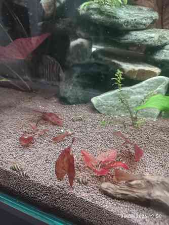 Нимфея тигровая красная Донецк