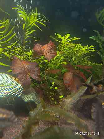 Нимфея тигровая красная Донецк