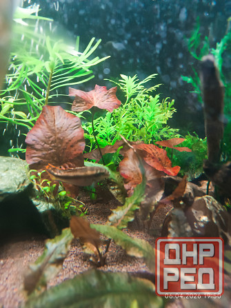 Нимфея тигровая красная Донецк - изображение 2