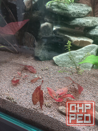 Нимфея тигровая красная Донецк - изображение 3