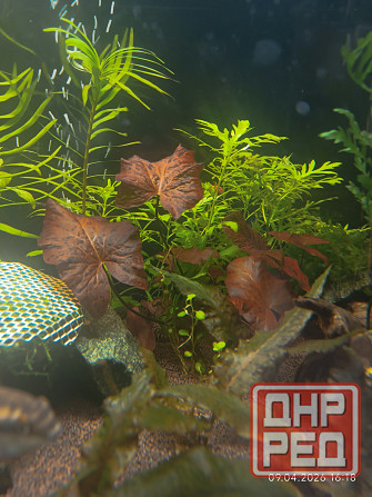 Нимфея тигровая красная Донецк - изображение 1