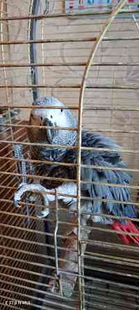 Жако самец Гоша Донецк