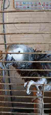 Жако самец Гоша Донецк