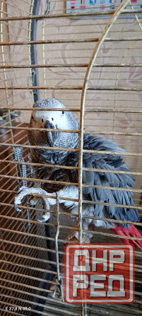 Жако самец Гоша Донецк - изображение 2