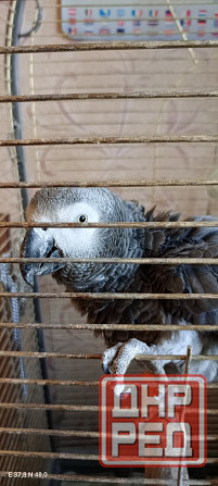 Жако самец Гоша Донецк - изображение 1