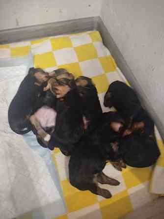 Продам щенков Донецк