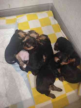 Продам щенков Донецк