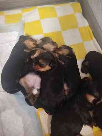 Продам щенков Донецк