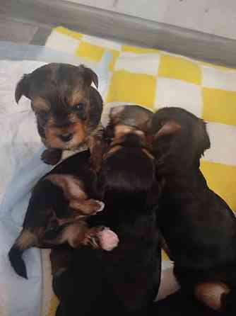 Продам щенков Донецк