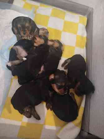 Продам щенков Донецк