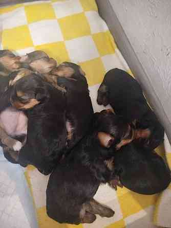 Продам щенков Донецк