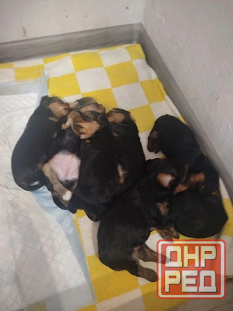 Продам щенков Донецк - изображение 1