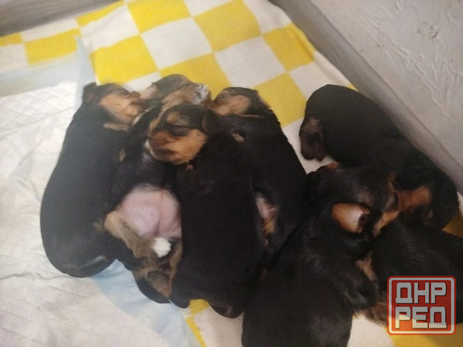 Продам щенков Донецк - изображение 8