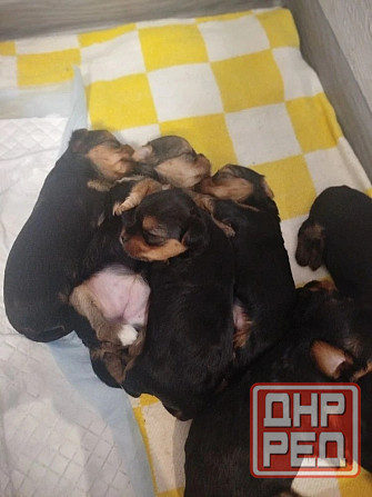 Продам щенков Донецк - изображение 4