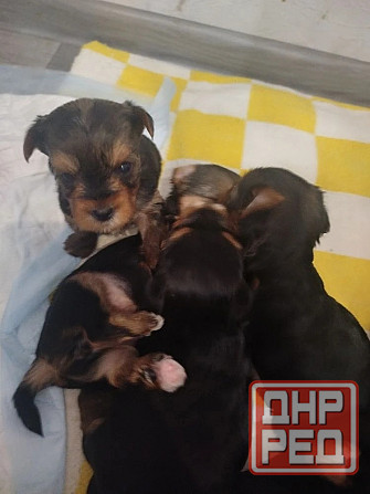 Продам щенков Донецк - изображение 6